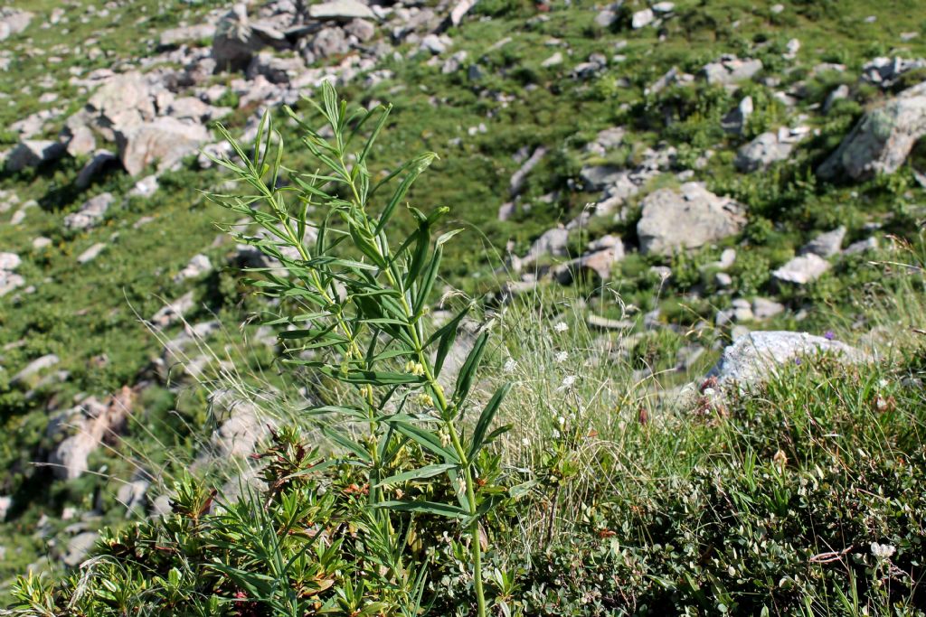 Polygonatum verticillatum / Sigillo di Salomone verticillato